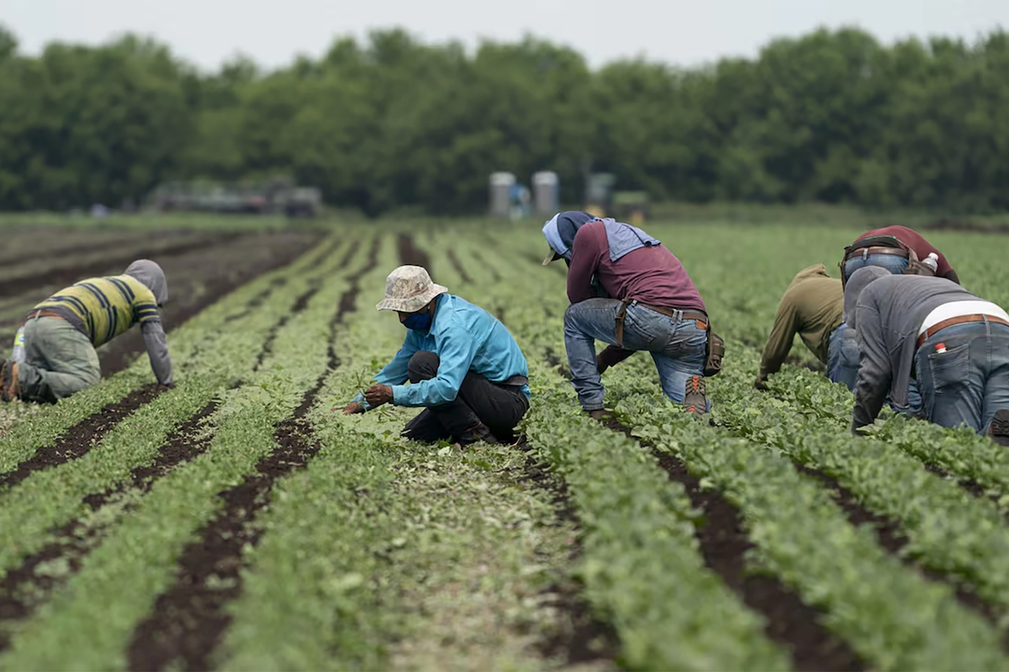 A group of Temporary Foreign Workers in Canada working in the agriculture industry.